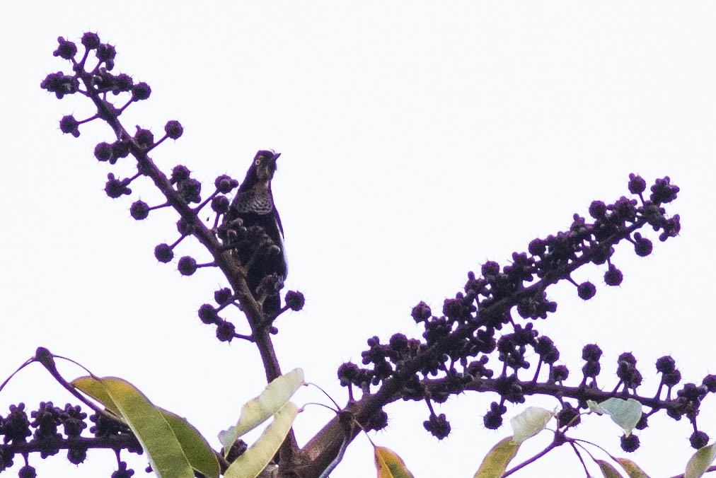 Carola's Parotia - ML102096911