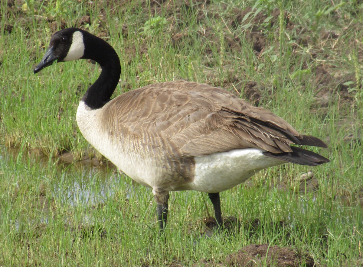 Canada Goose - Ed Dunn