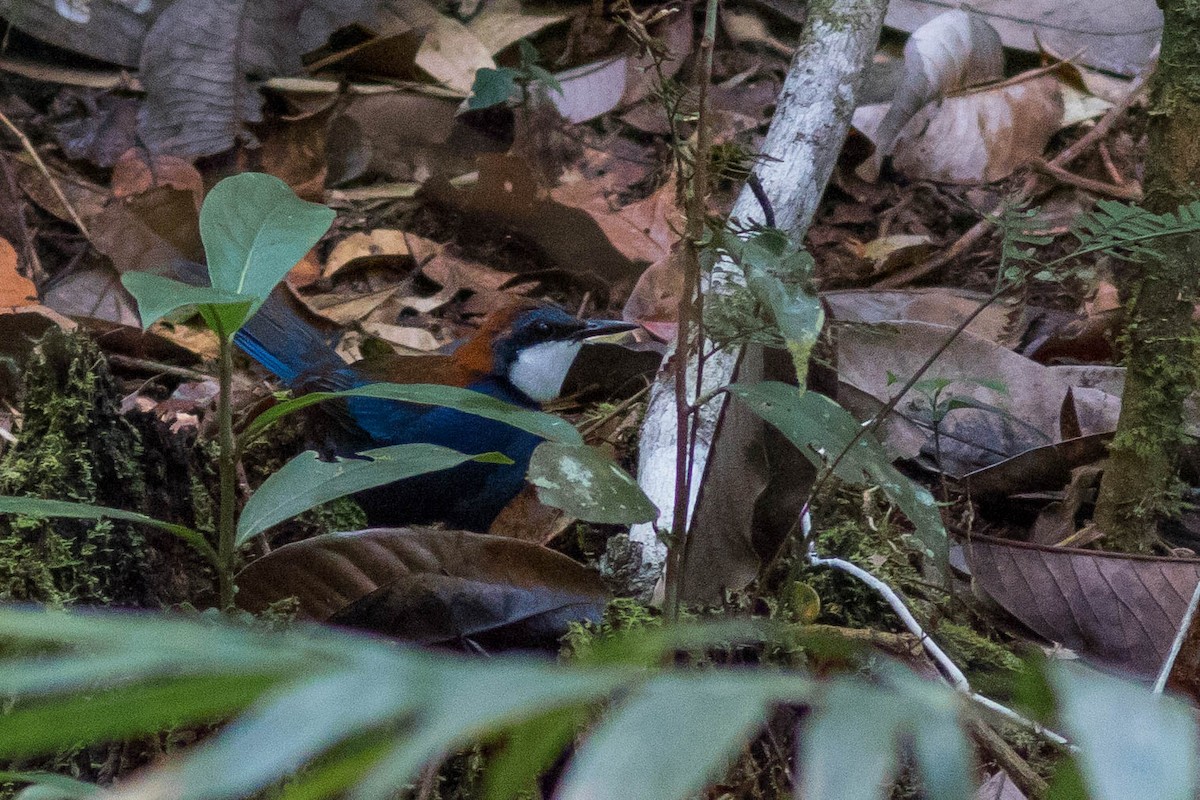 Chestnut-backed Jewel-babbler - ML102097541