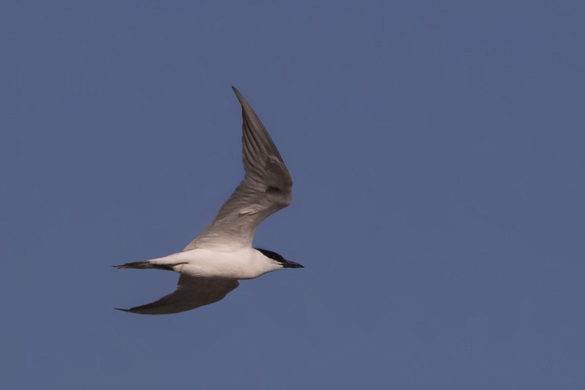 オーストラリアハシブトアジサシ - ML102099281