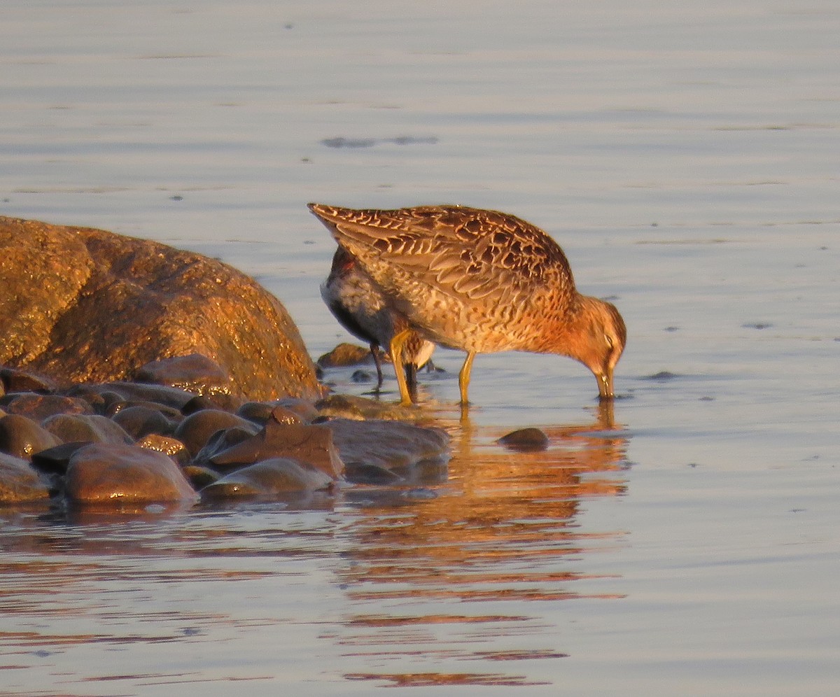 Short-billed Dowitcher - Germain Savard