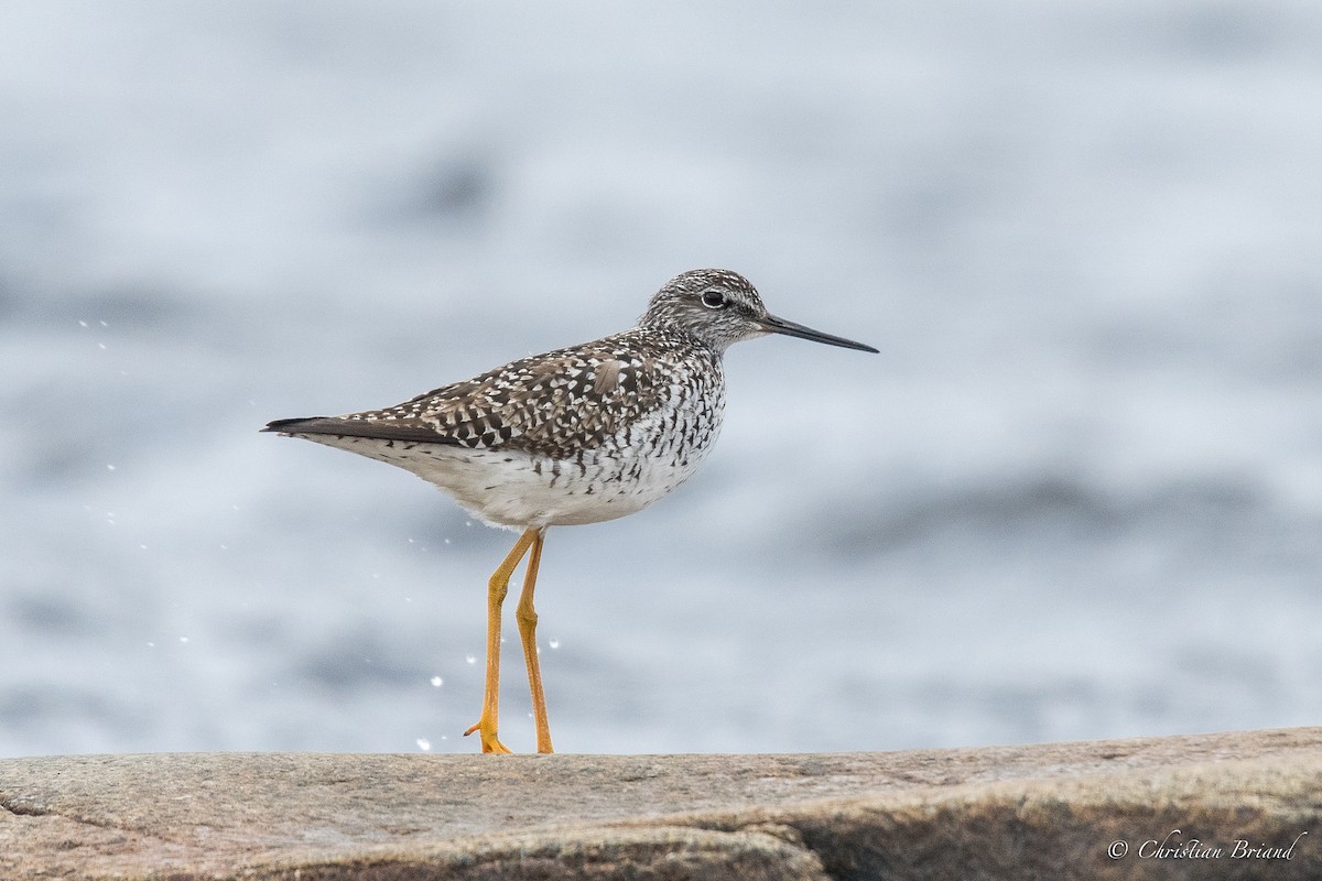 Lesser Yellowlegs - ML102099831