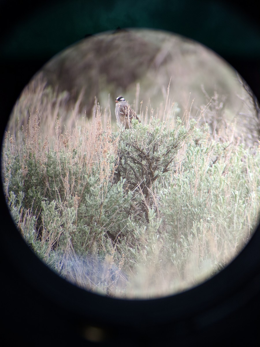 White-crowned Sparrow - ML102103151