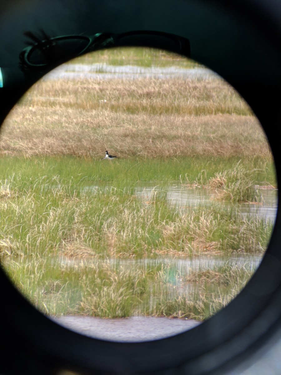 Black-necked Stilt - ML102103581