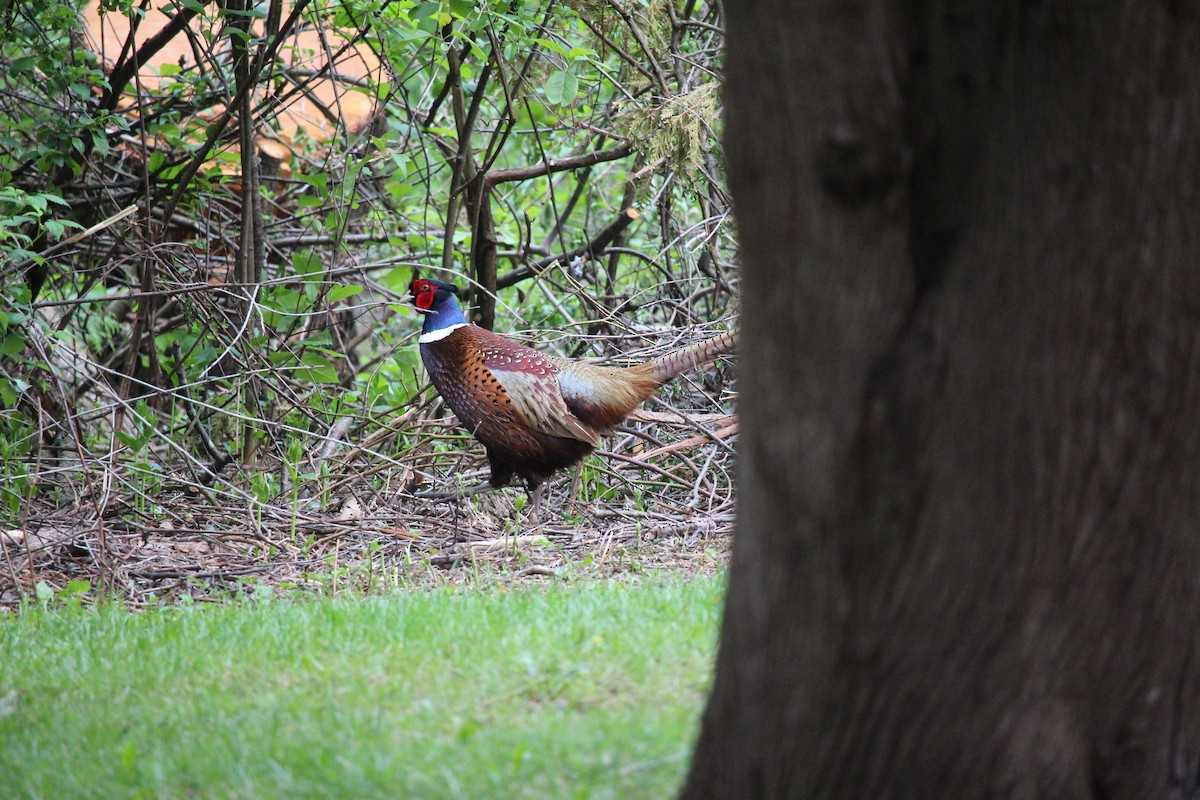 Ring-necked Pheasant - ML102105511