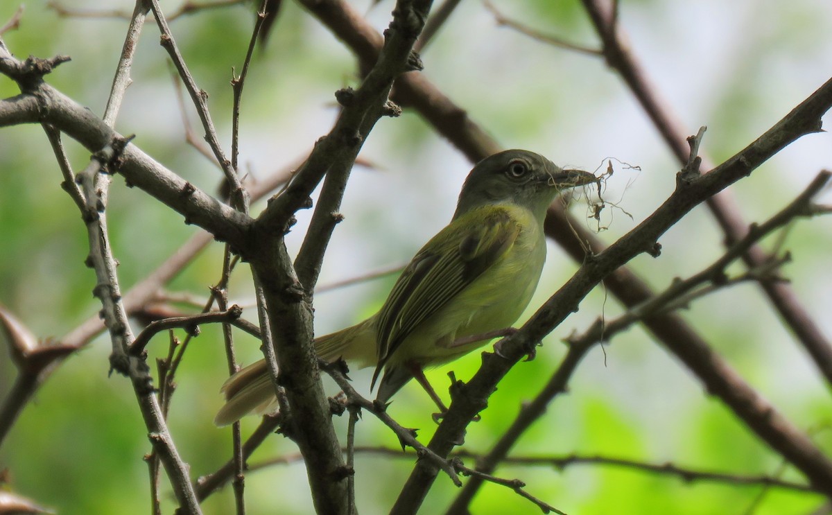 Tyranneau jaune-olive - ML102105811