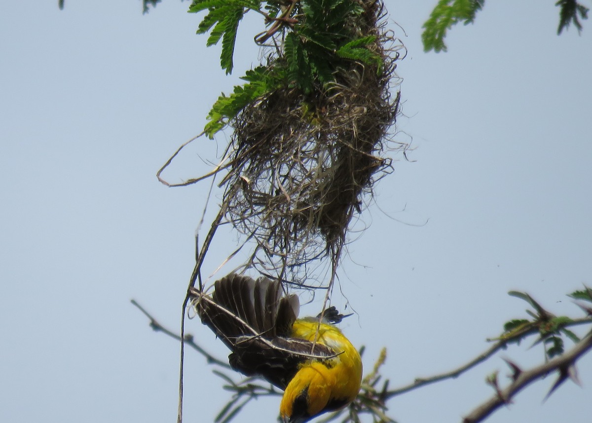 Streak-backed Oriole - ML102106641