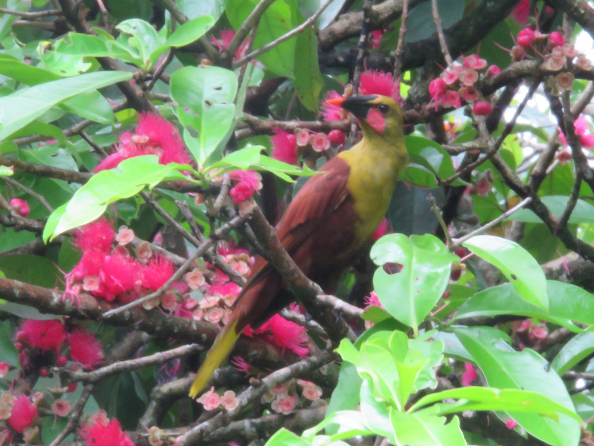 Olive Oropendola - Alexander  Torres