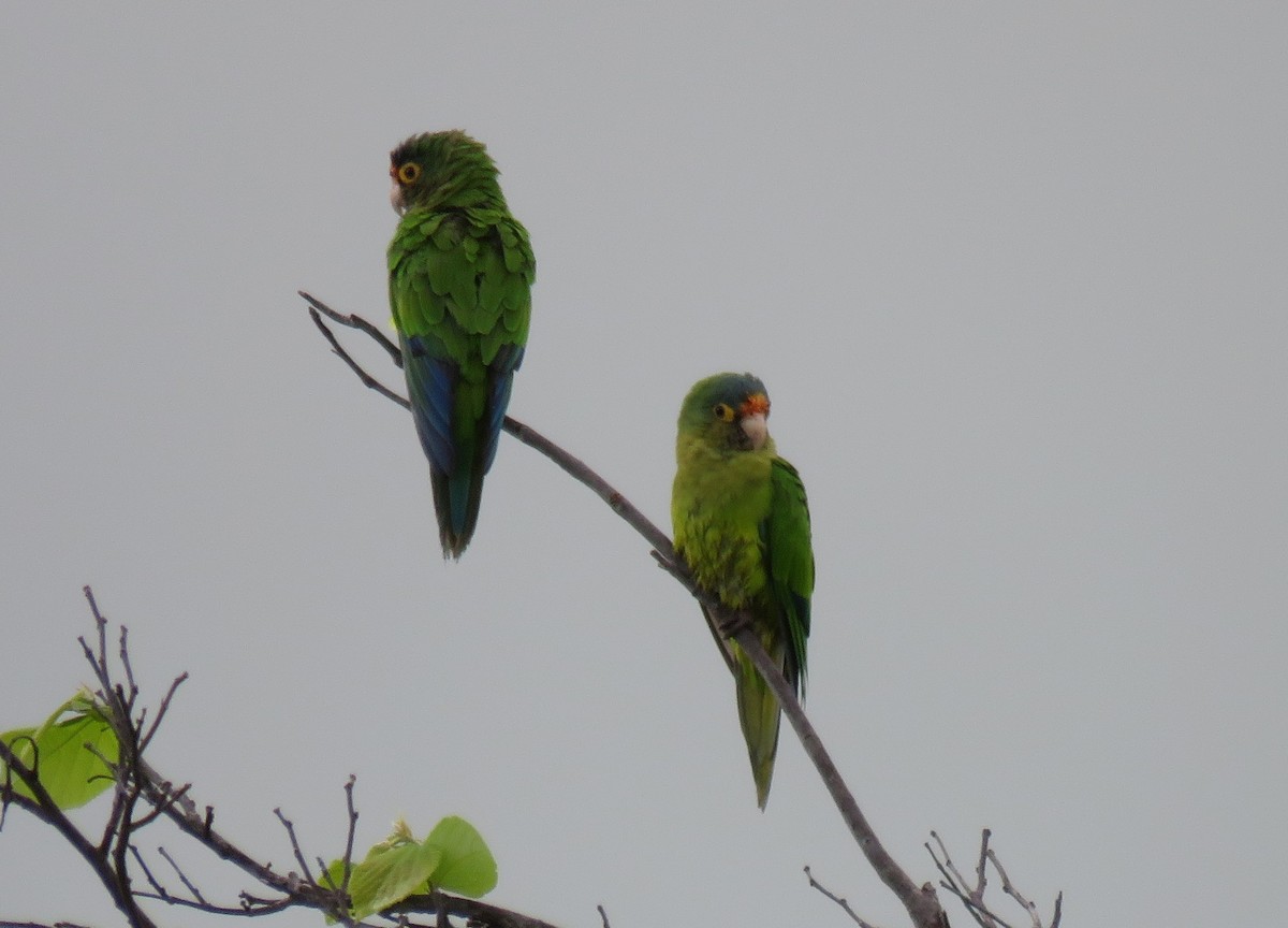 Orange-fronted Parakeet - ML102107711