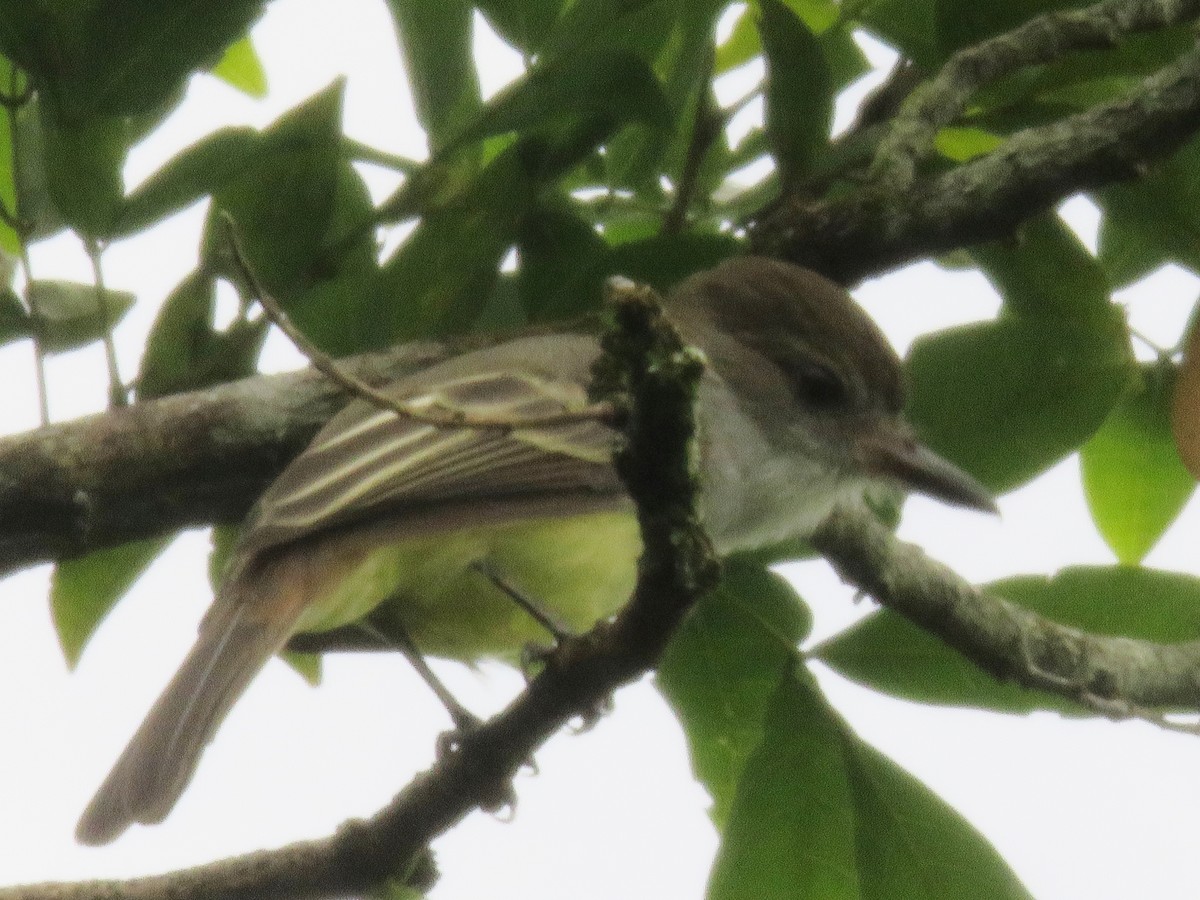 Brown-crested Flycatcher - ML102108031