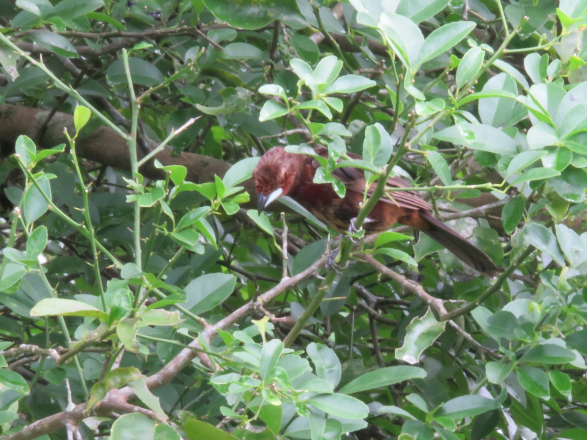 Silver-beaked Tanager - ML102108531