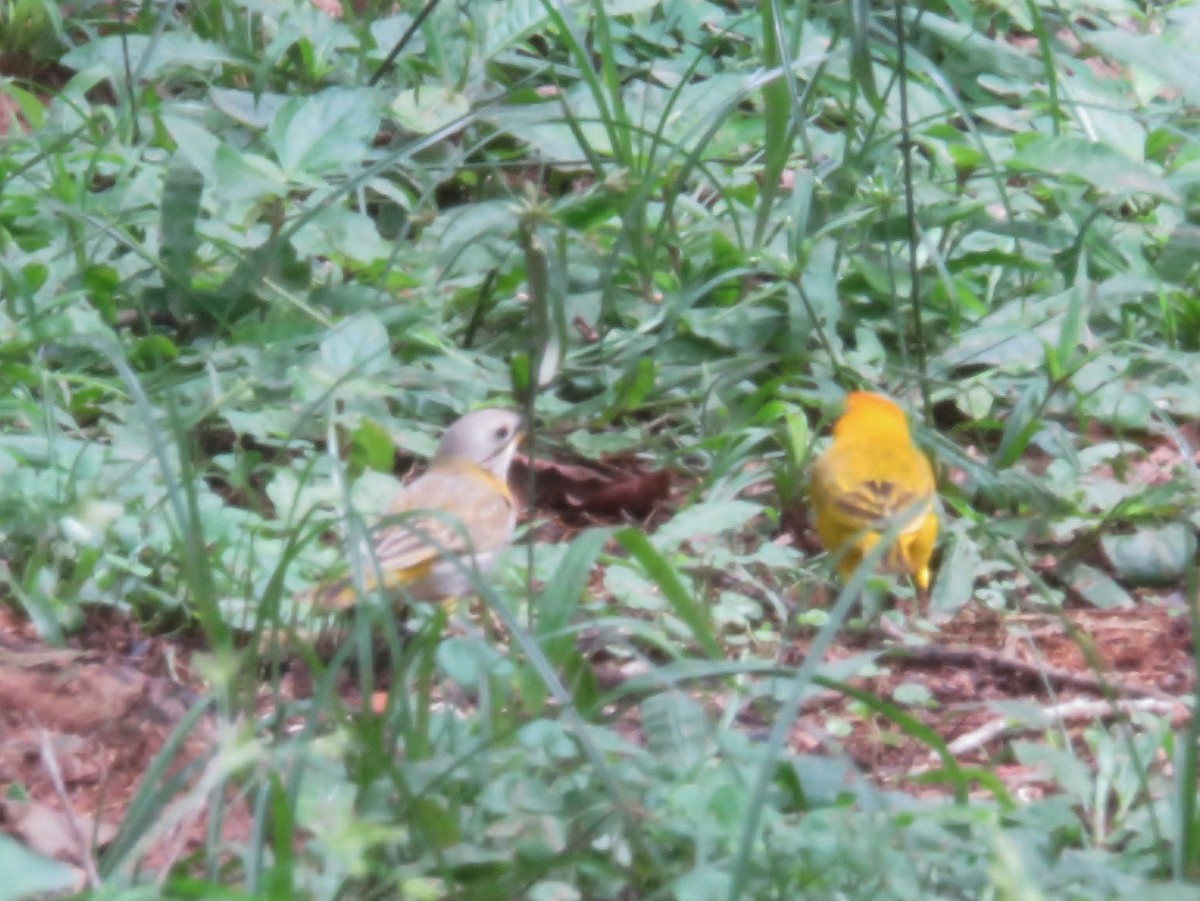 Saffron Finch - ML102108981