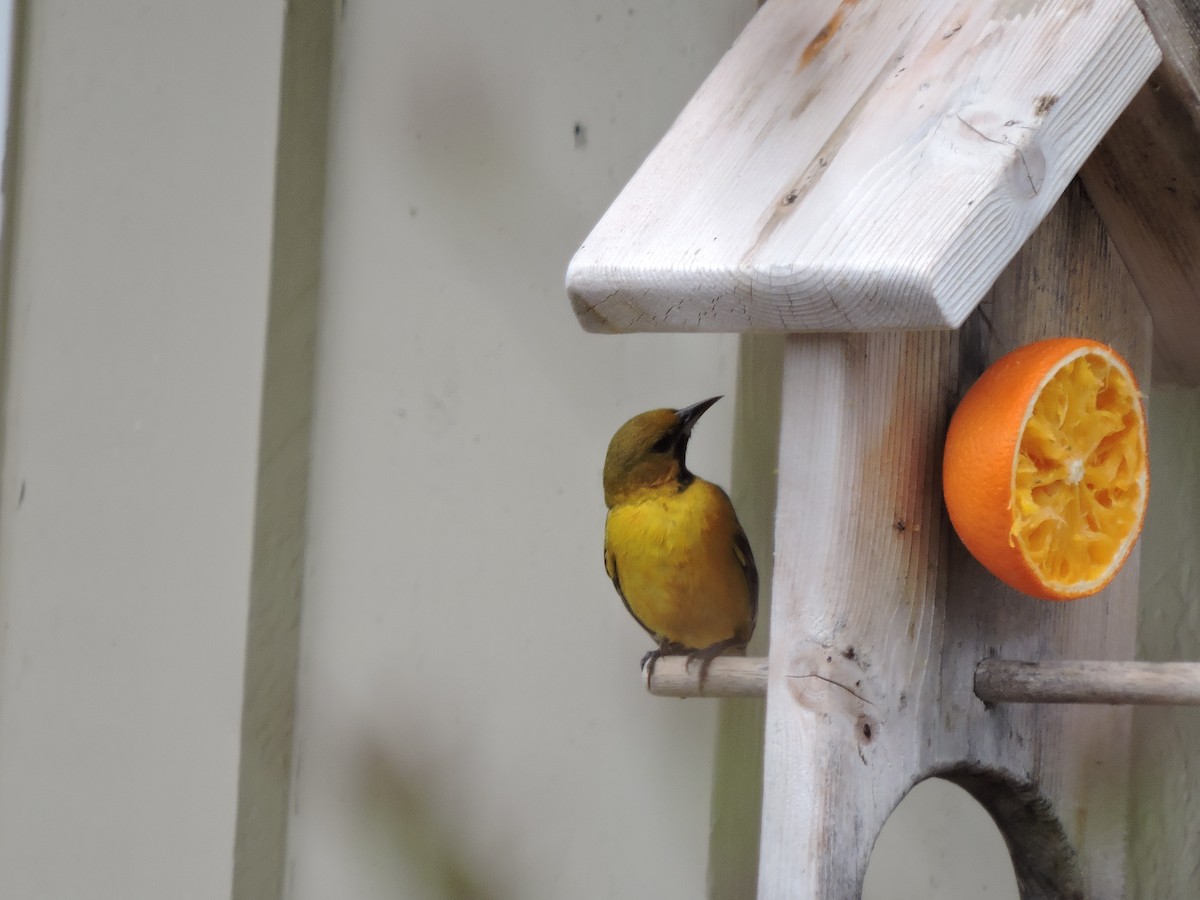 Orchard Oriole - Melody Walsh