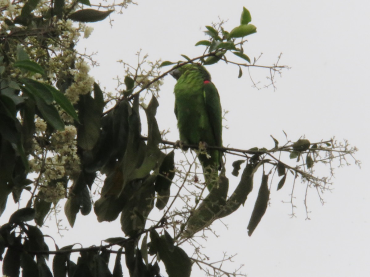 Yellow-crowned Parrot - ML102111011