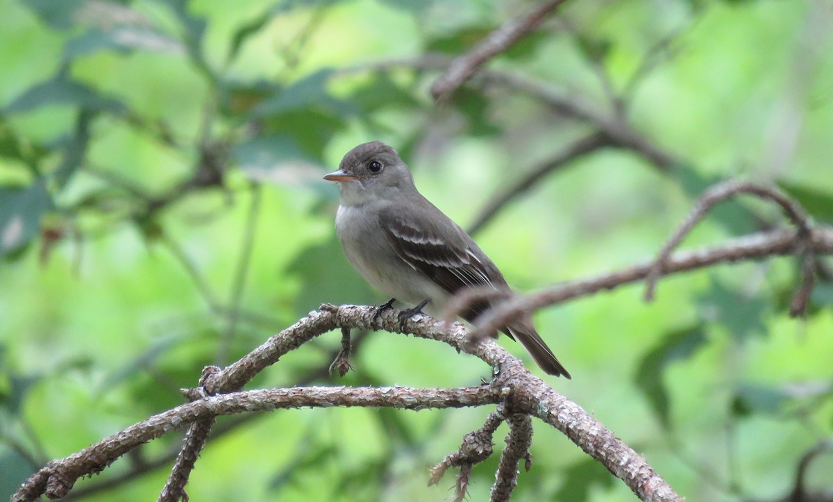 Eastern Wood-Pewee - ML102111201