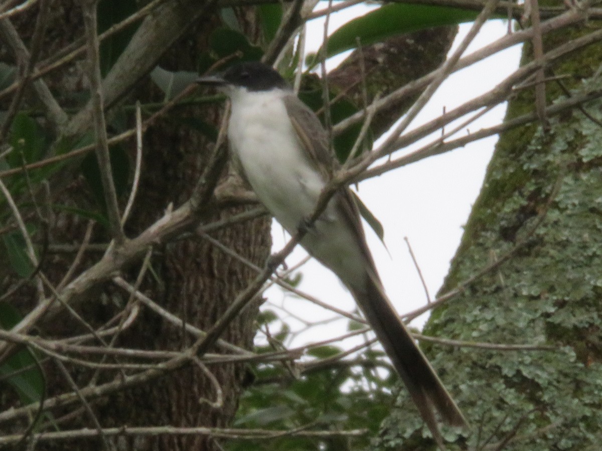 Fork-tailed Flycatcher - ML102111751