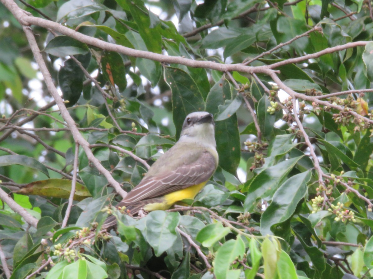 Tropical Kingbird - ML102111981