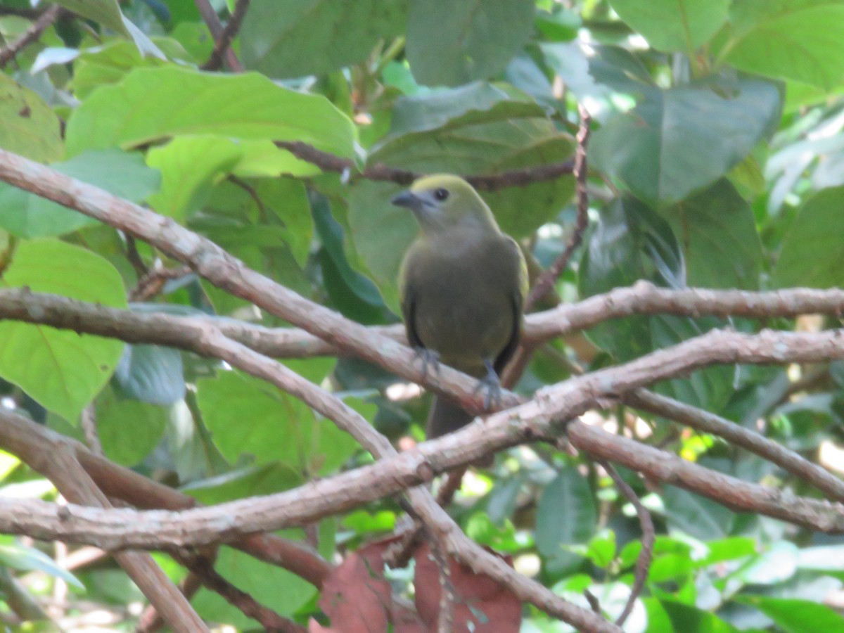 Palm Tanager - ML102112091