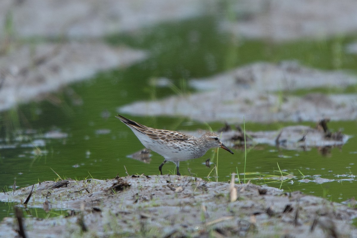 White-rumped Sandpiper - ML102113621