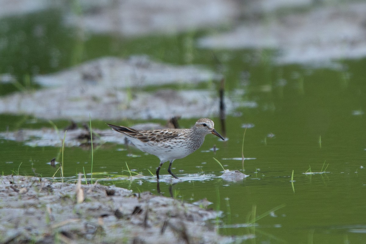 White-rumped Sandpiper - ML102113831