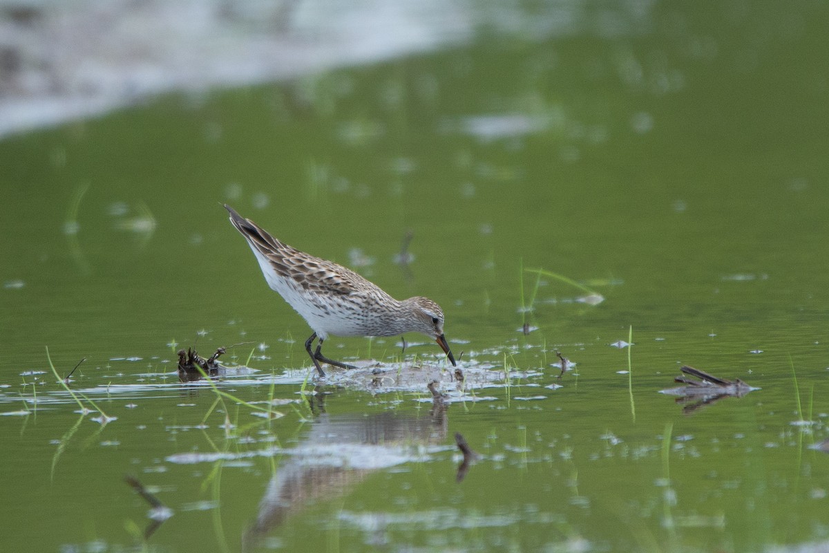 White-rumped Sandpiper - ML102114211