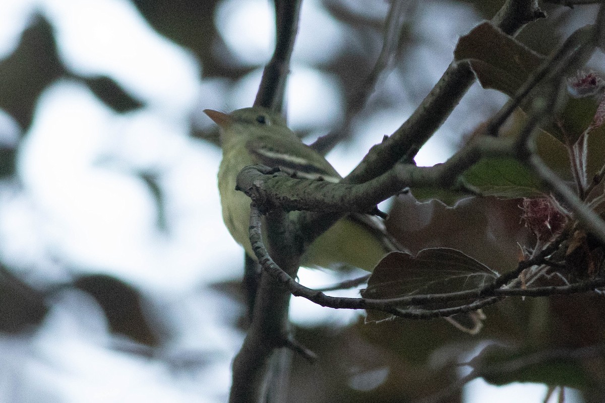 Acadian Flycatcher - ML102114761