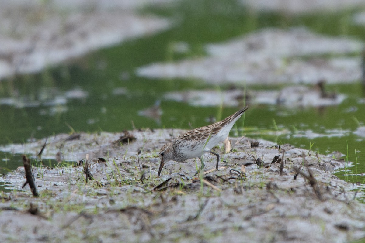 White-rumped Sandpiper - ML102114801