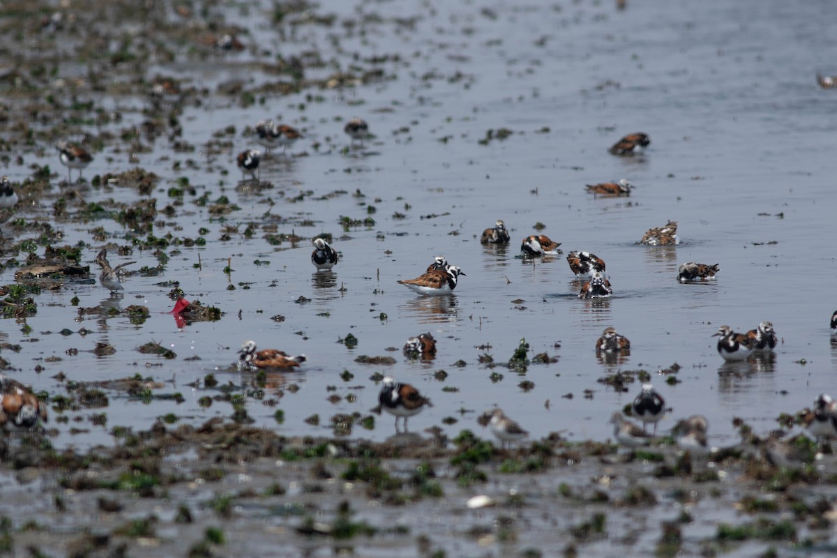 Ruddy Turnstone - ML102116381
