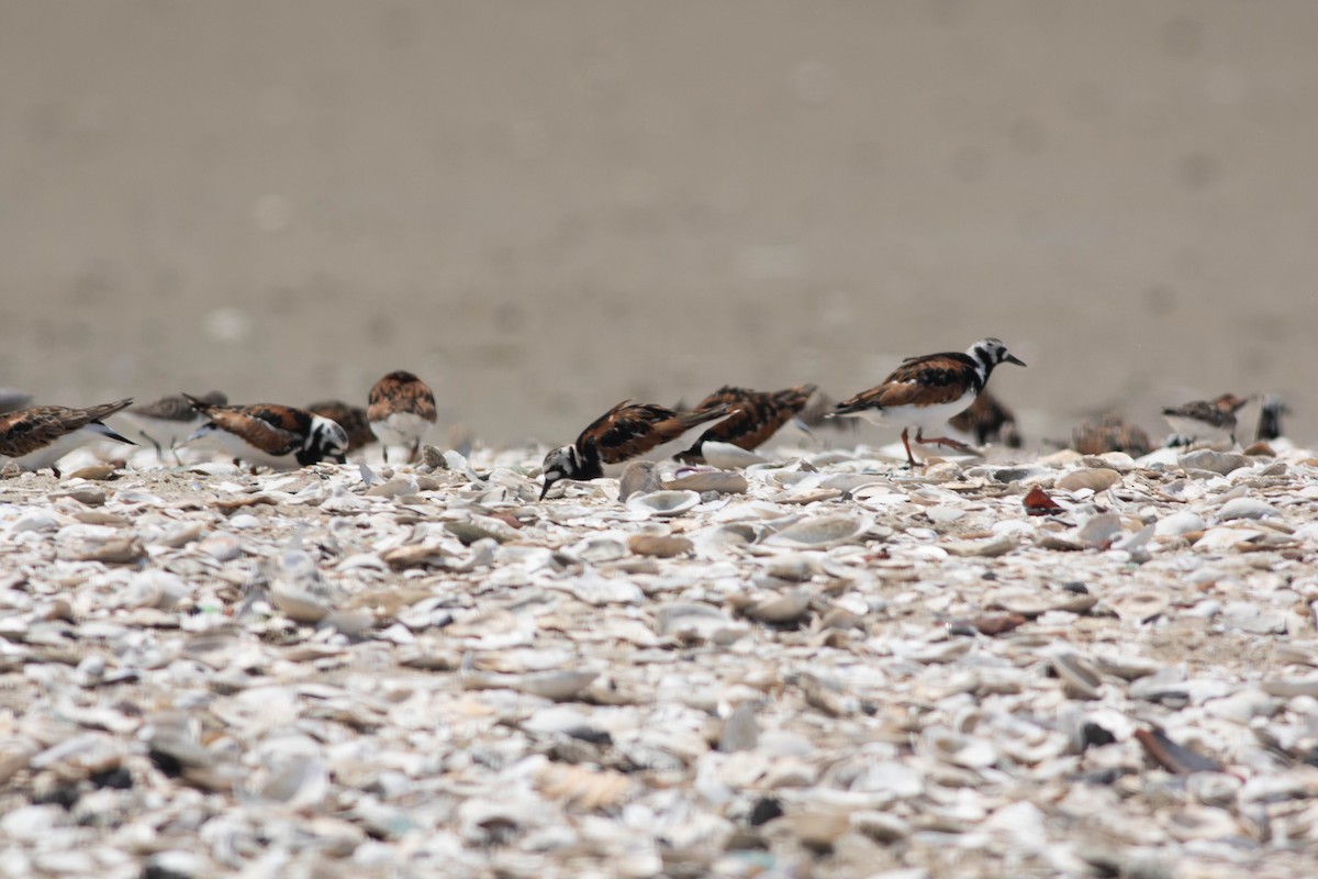 Ruddy Turnstone - ML102116401