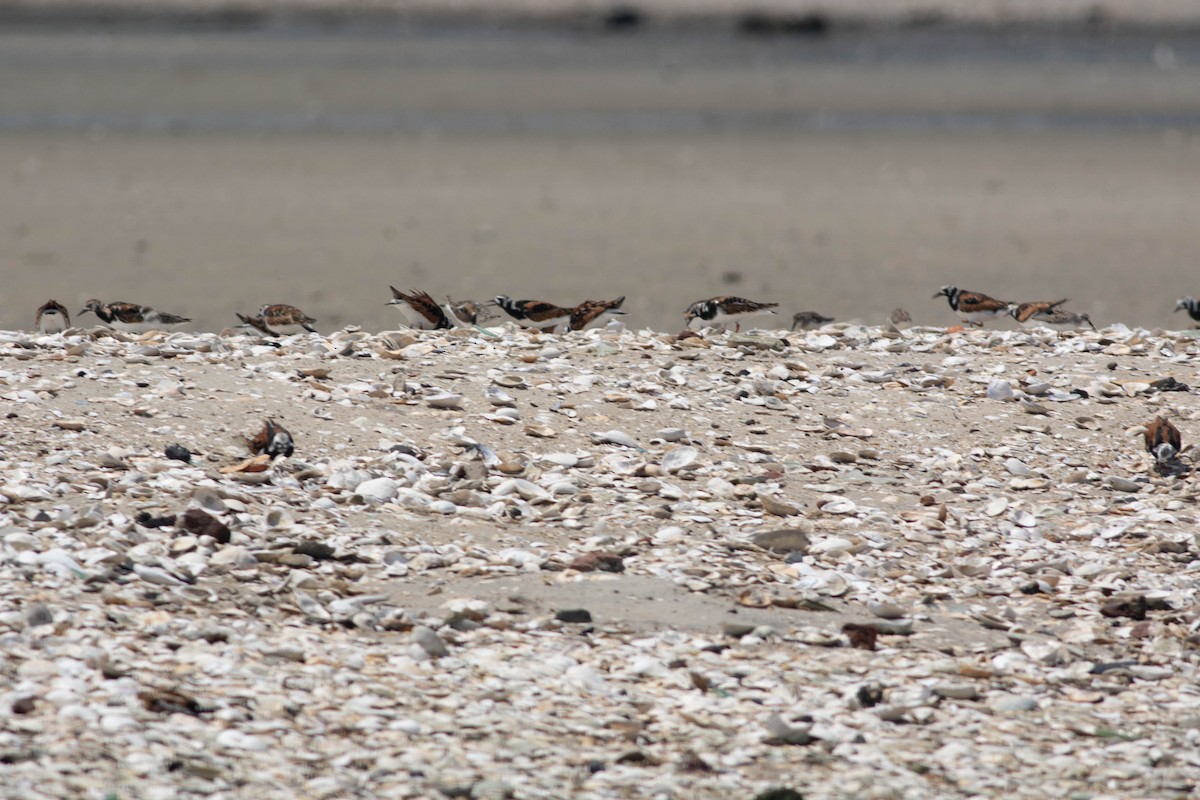 Ruddy Turnstone - ML102116411
