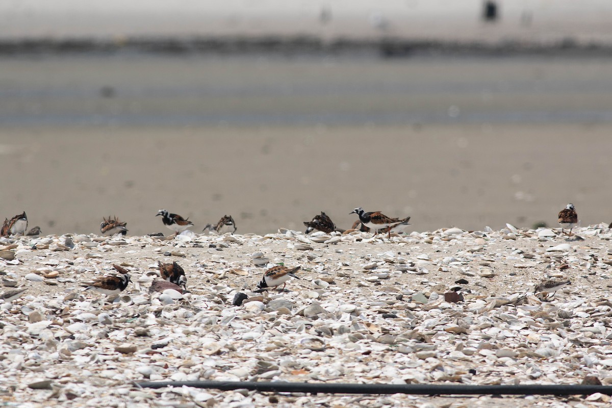 Ruddy Turnstone - ML102116421