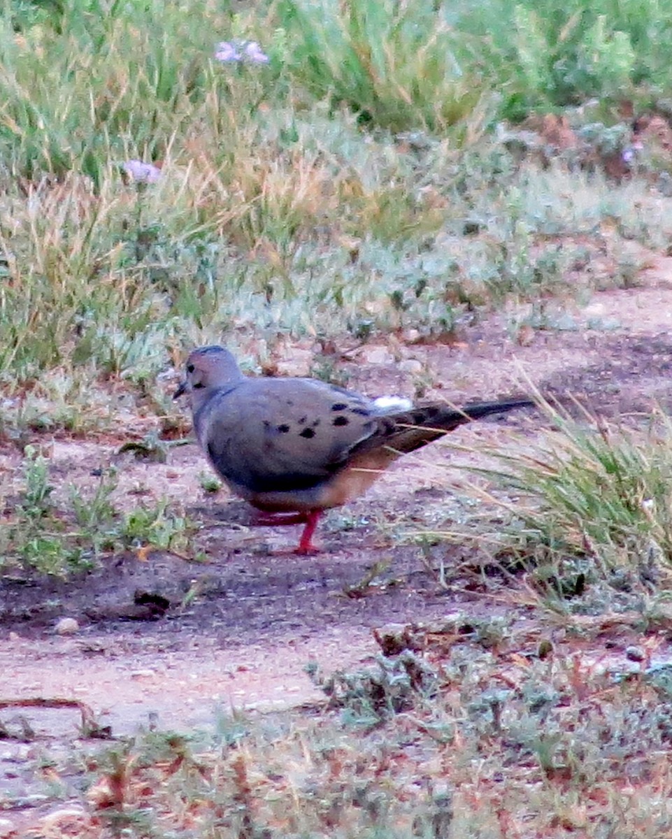 Mourning Dove - ML102117461