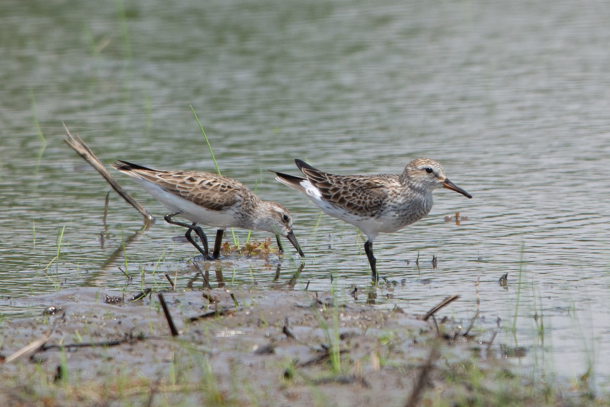 White-rumped Sandpiper - ML102117631