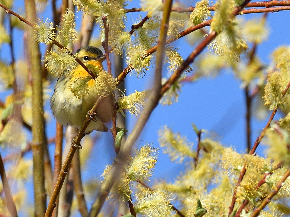 Blackburnian Warbler - ML102117791