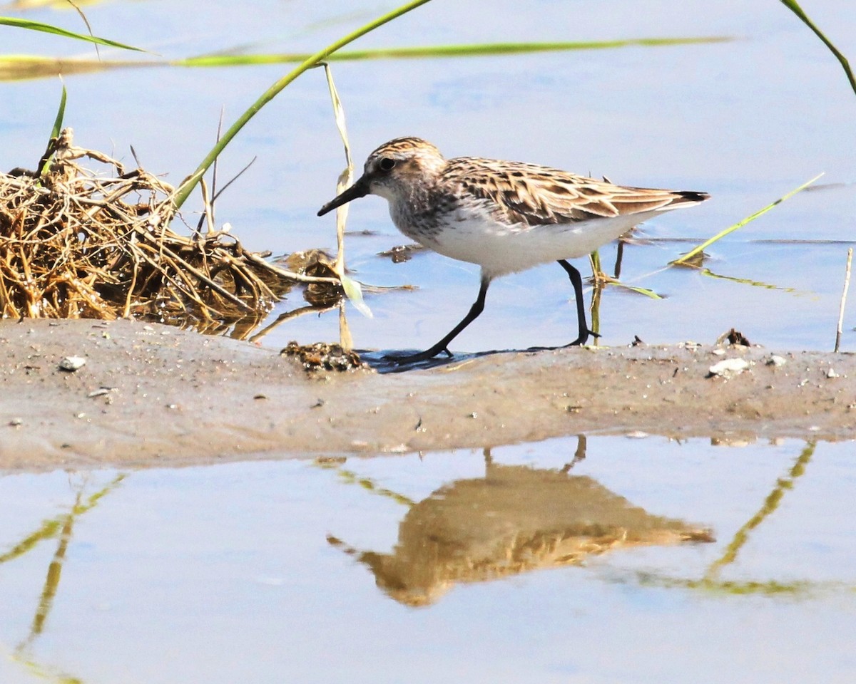 Semipalmated Sandpiper - ML102119631