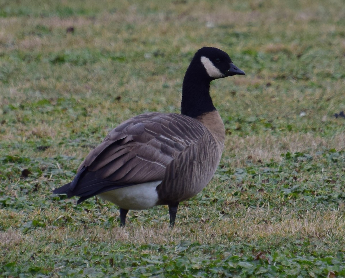 Cackling Goose - Todd Hooe