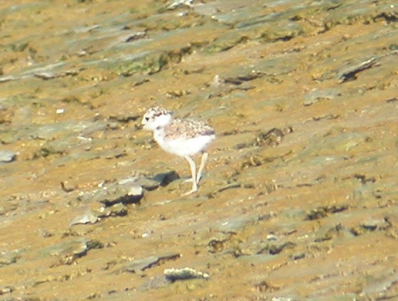 Wilson's Plover - ML102120721