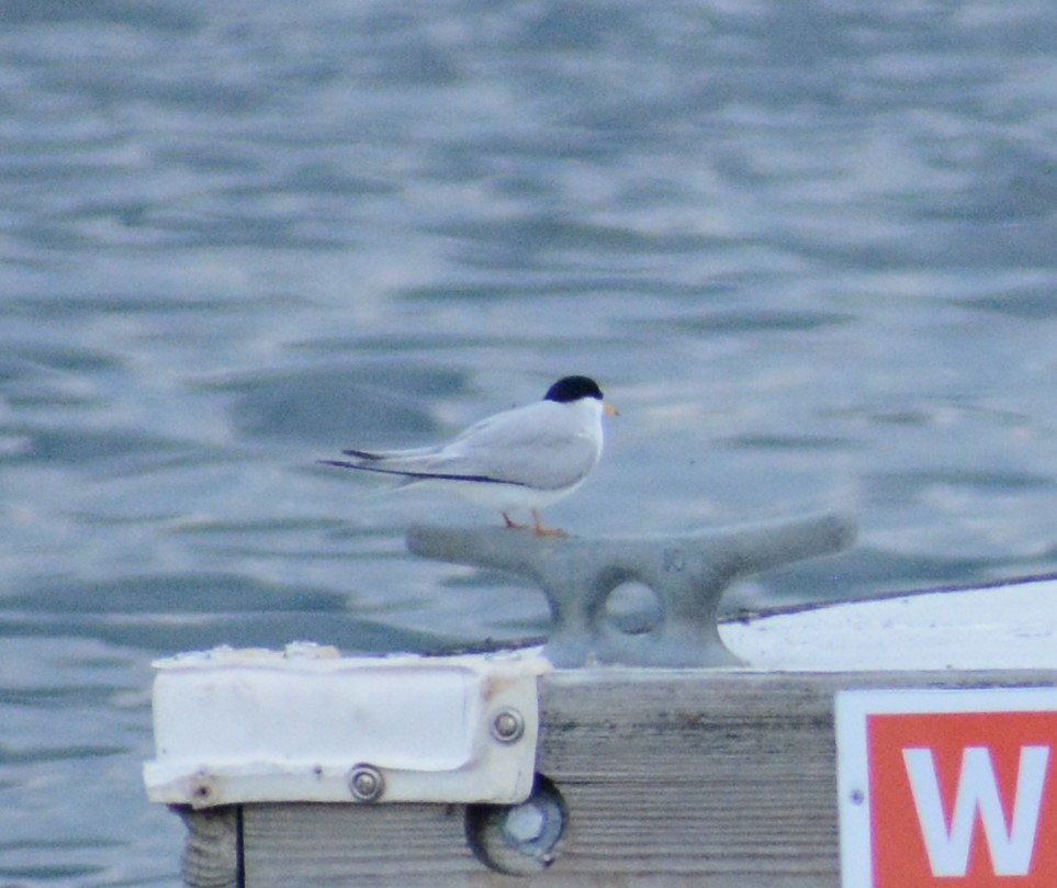 Least Tern - ML102122301