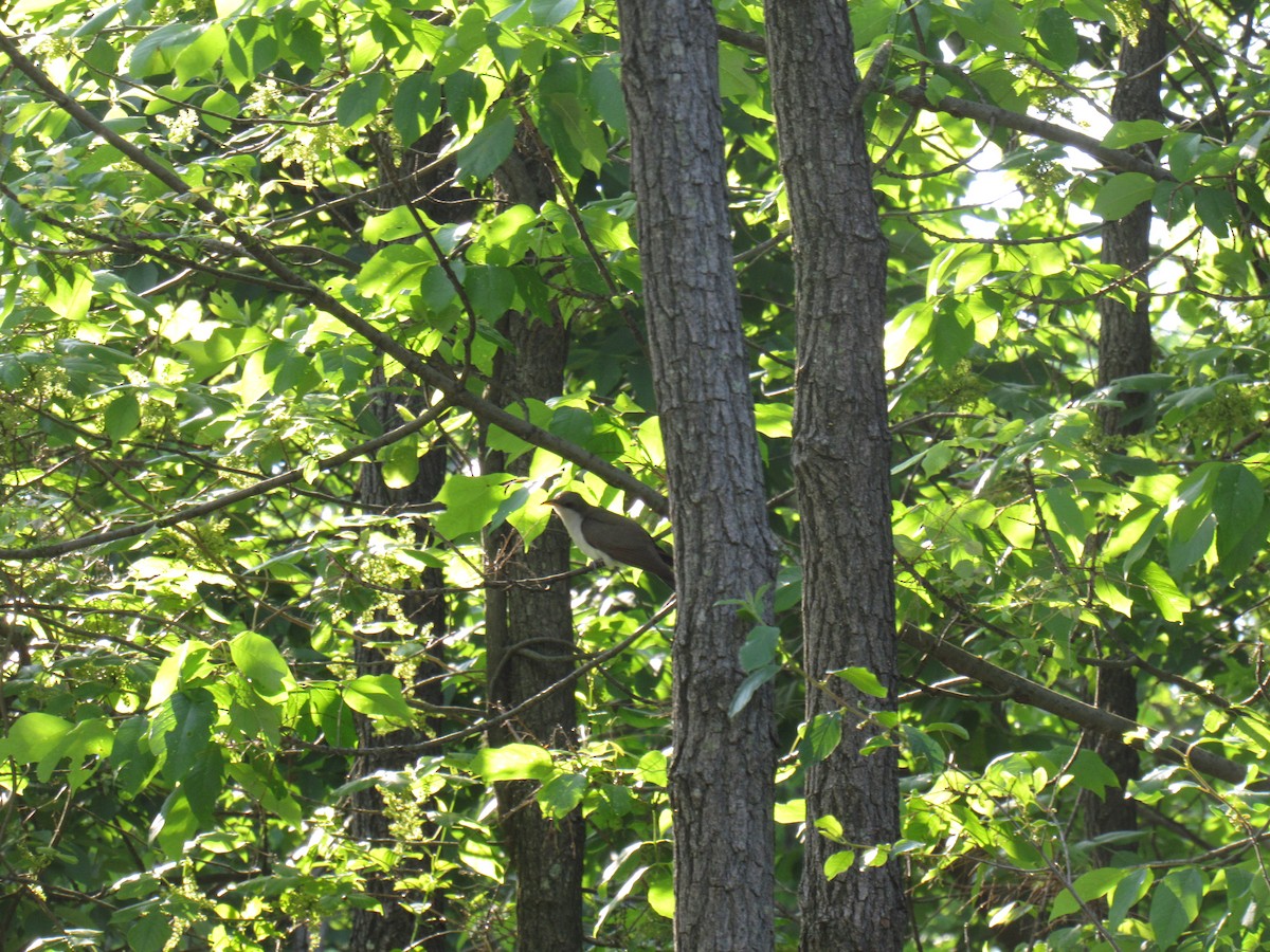 Yellow-billed Cuckoo - John Coyle