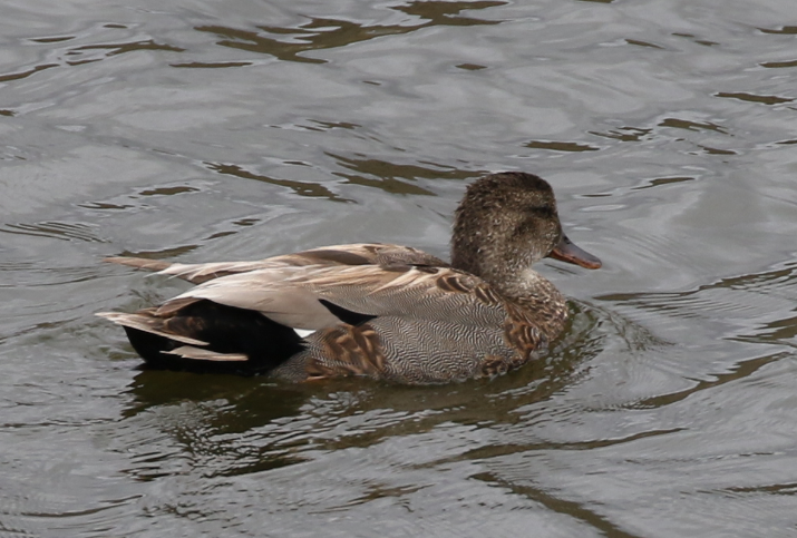 Gadwall - ML102123001