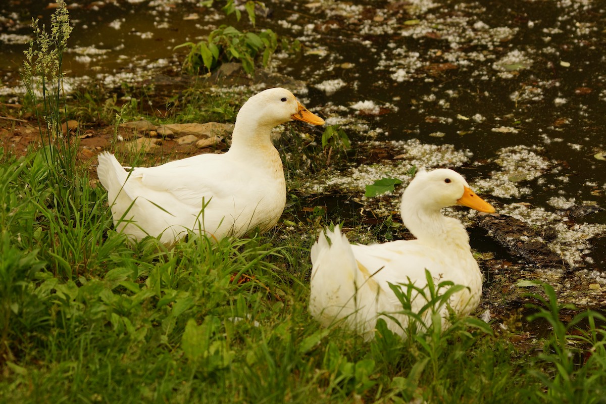 Domestic goose sp. (Domestic type) - ML102124131