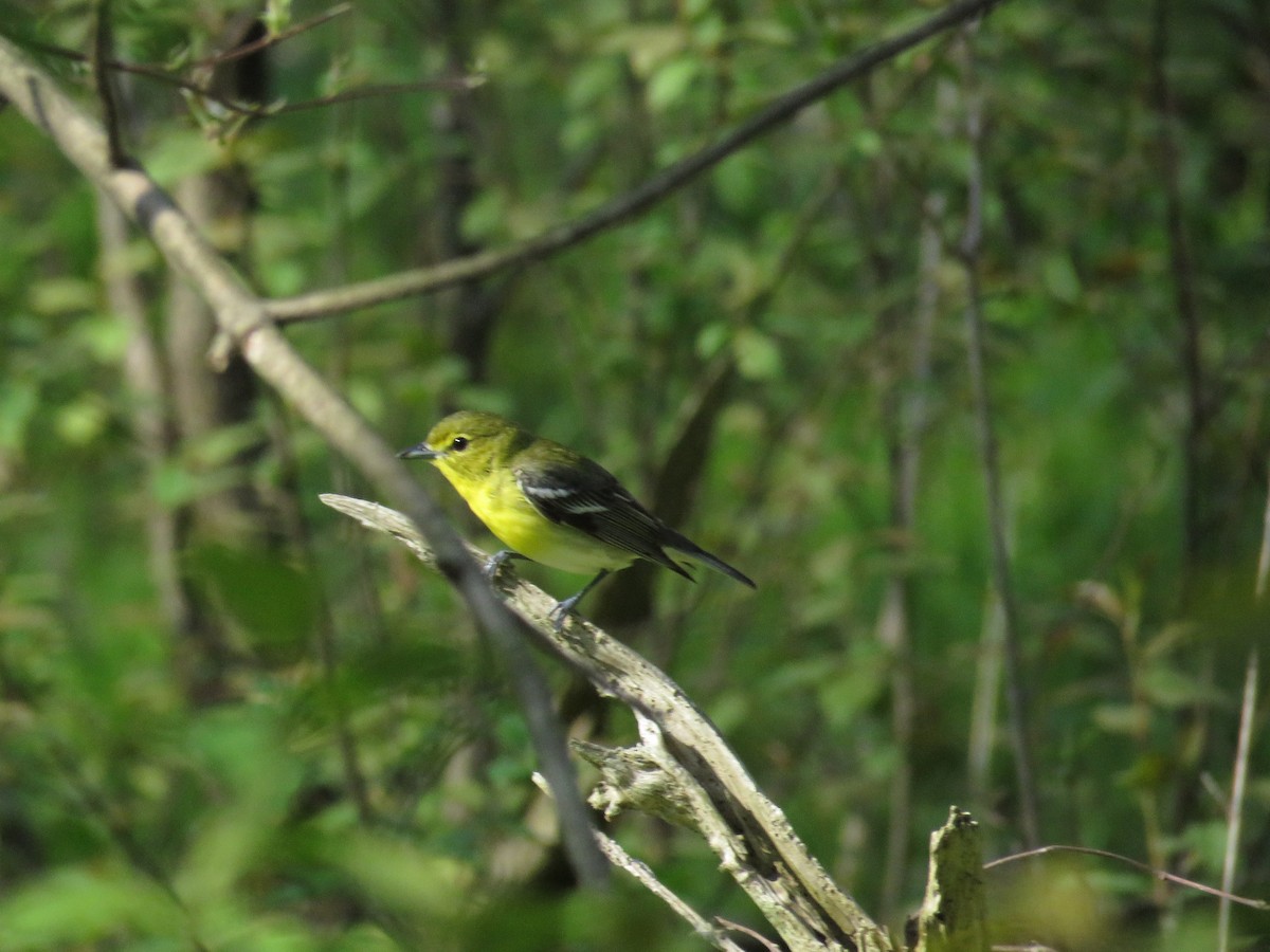 Yellow-throated Vireo - Diane Jalbert