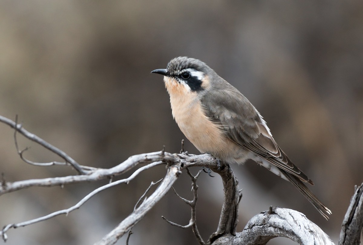 Black-eared Cuckoo - Barry Deacon