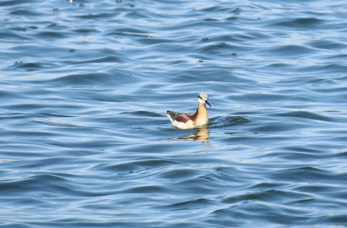 hvithalesvømmesnipe - ML102125061