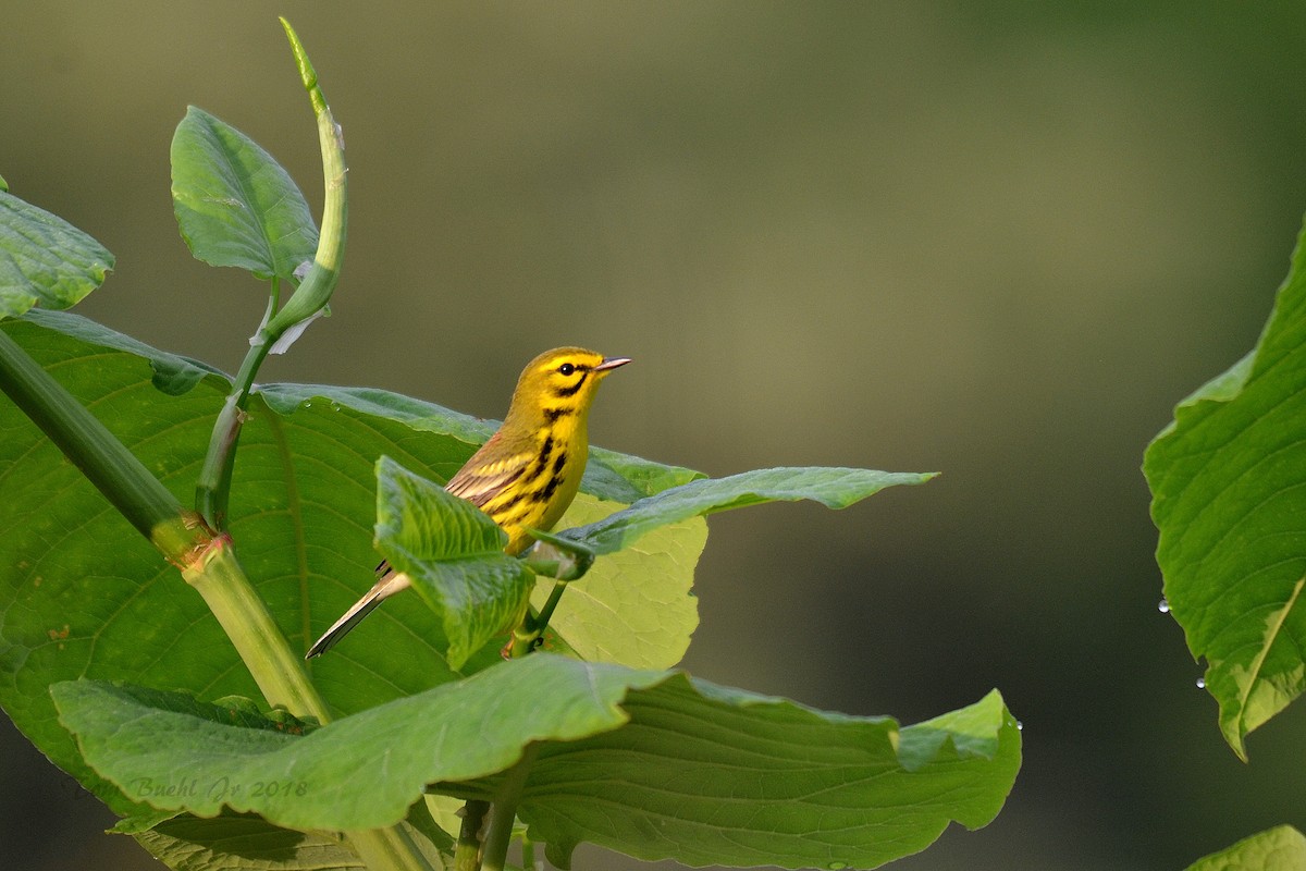 Prairie Warbler - ML102125681