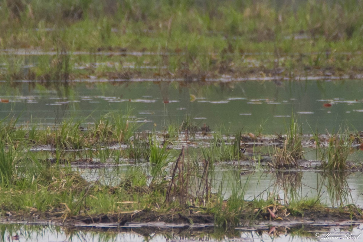 Semipalmated Plover - Miriam Baril