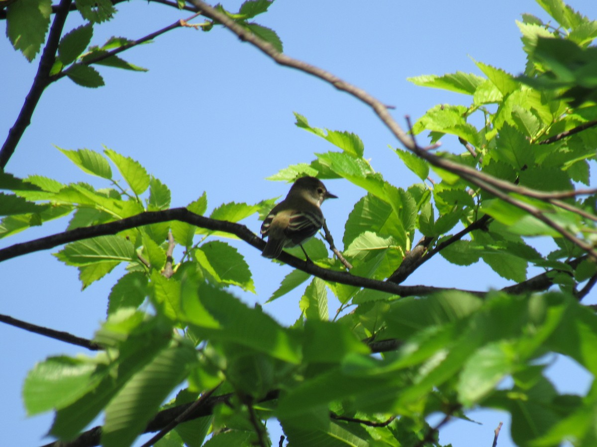 Willow Flycatcher - ML102126551