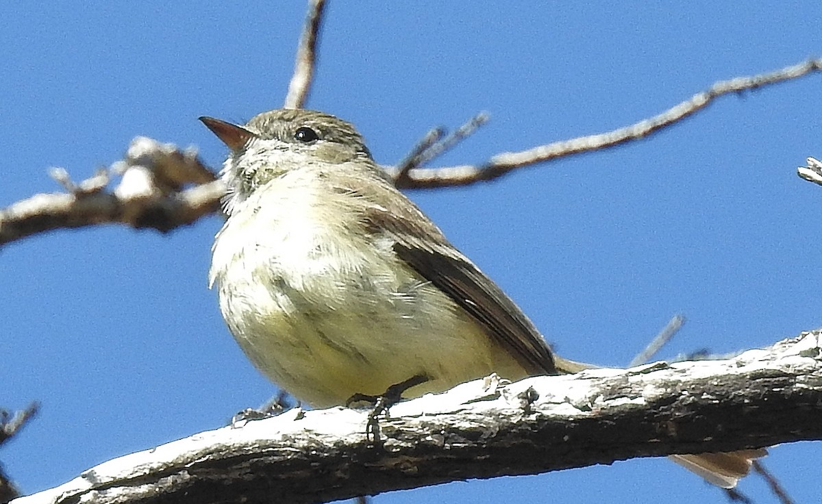 Hammond's Flycatcher - ML102126691