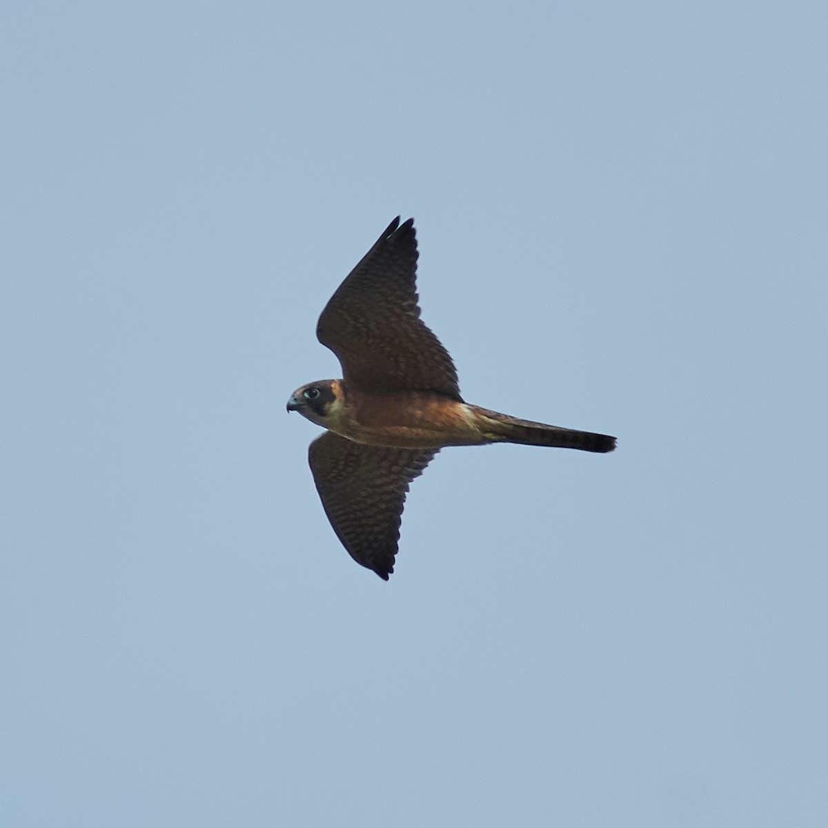 Australian Hobby - ML102128371