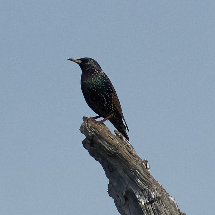 European Starling - ML102128431